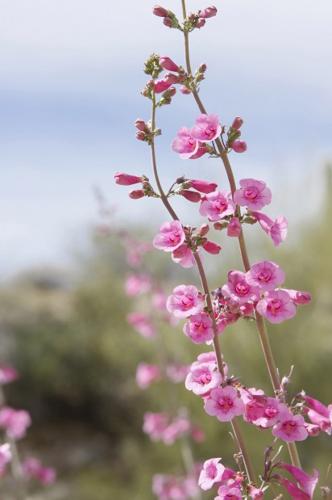 Wildflowers could be great, thanks to our 2+ inches of rain   