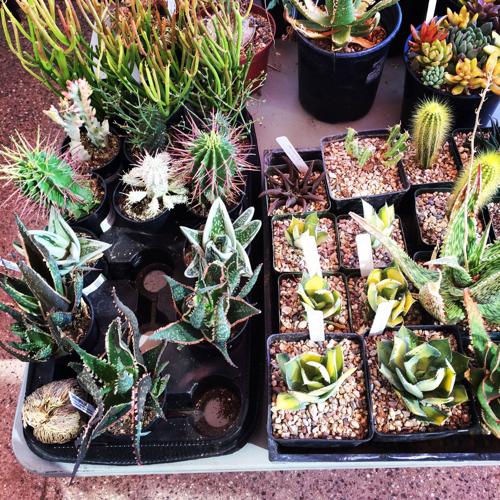 Monsoon Plant Sale