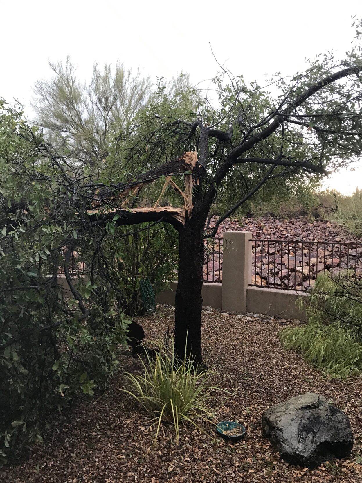 A tree was split due to the July 18 storm.