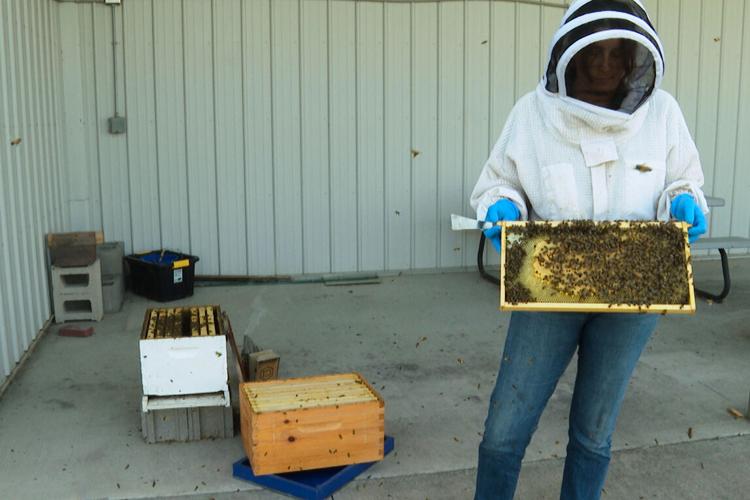 Honey Bee's Best Friend