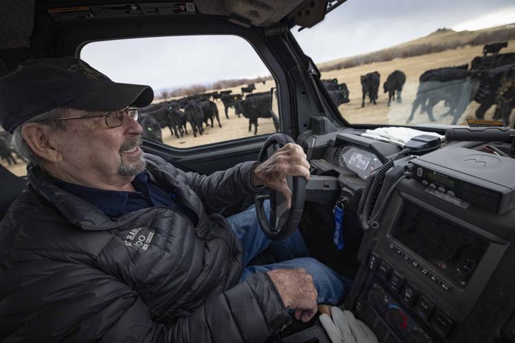 Bill Galt checks cattle