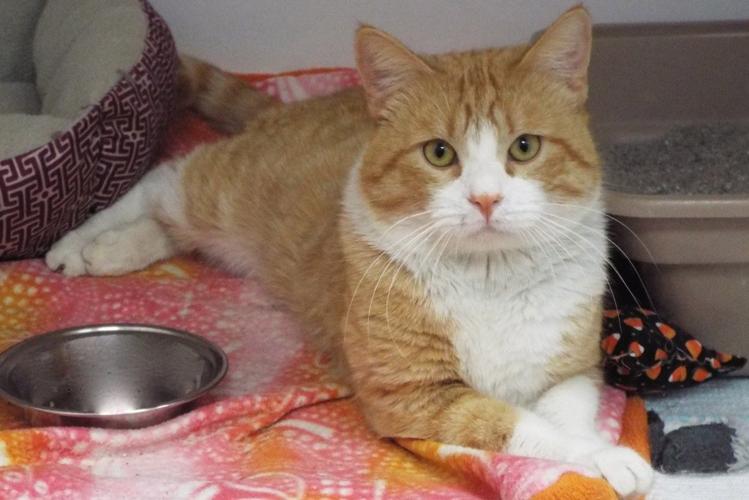 Adopt a friend: Wrangler