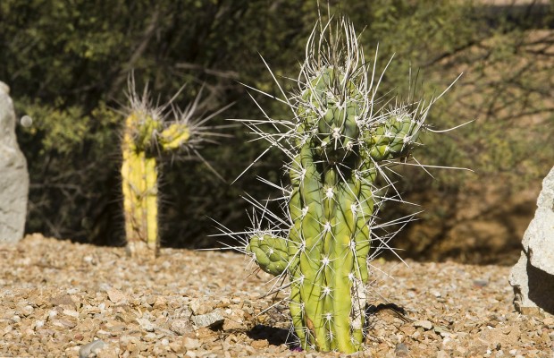 Gardening in desert is a new thrill   
