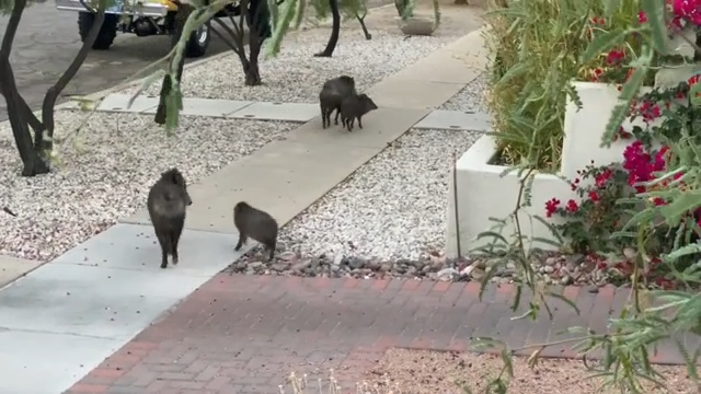 Watch This Jaguar Enjoy a Huge Catfish Lunch Before Slinking Into the Woods  - AZ Animals