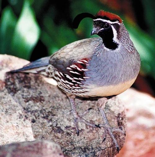 Gambel's quail do justice to their taxonomic name  
