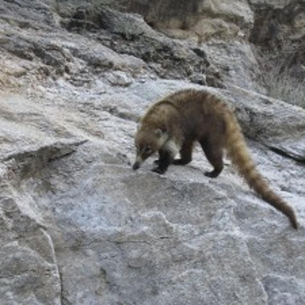 Seen A Creature Like This In Catalinas You Just May Environment Tucson Com