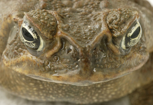 Australia's cane toad
