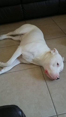 Happy National Dog Day!