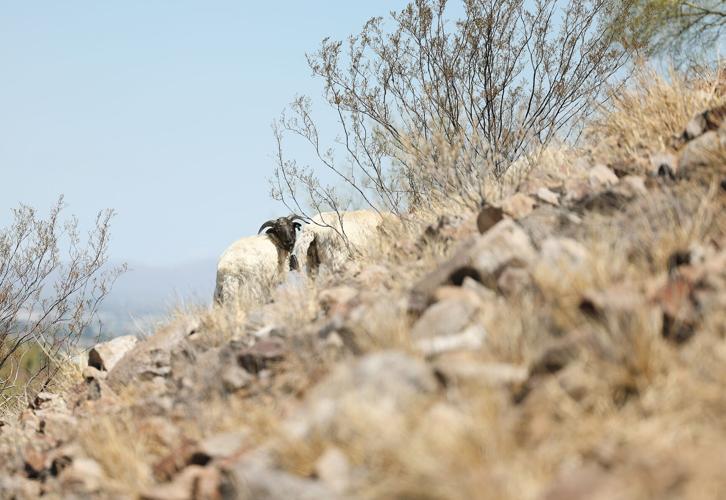 Fight against buffelgrass on 'A' Mountain has weed warriors counting sheep
