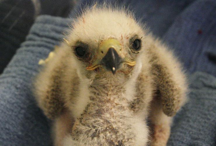 Baby hawk