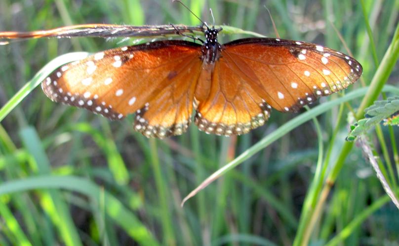 Sabino Canyon butterfly