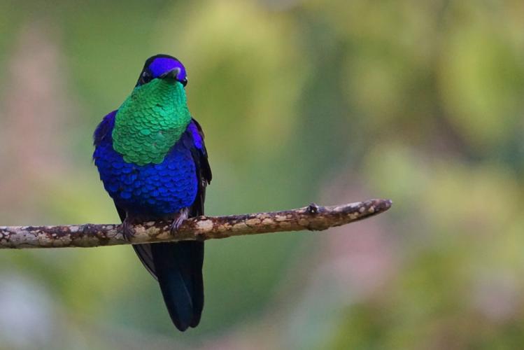 Lazuline-Sabrewing.JPG