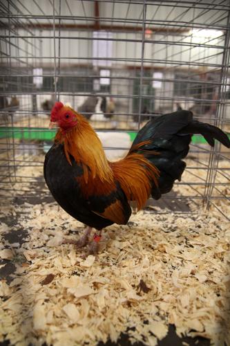 Pima County Fair's poultry show