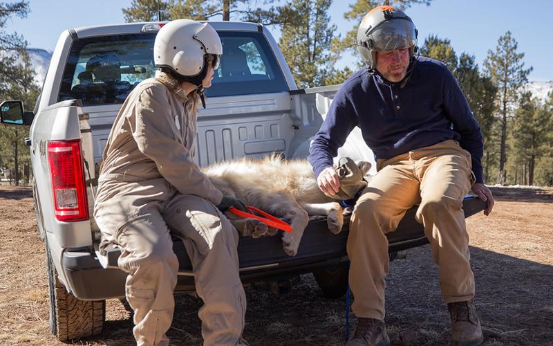 Mexican Wolf Recovery