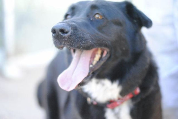 Pima Animal Care Center