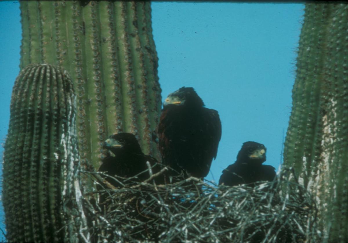 Harris Hawks Nest in a saguaro cactus