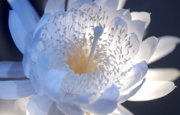 Magical 'Queen of the Night' Flowers Are Blooming All Over Sarasota