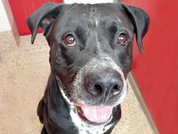 Adopt a friend: Bobo