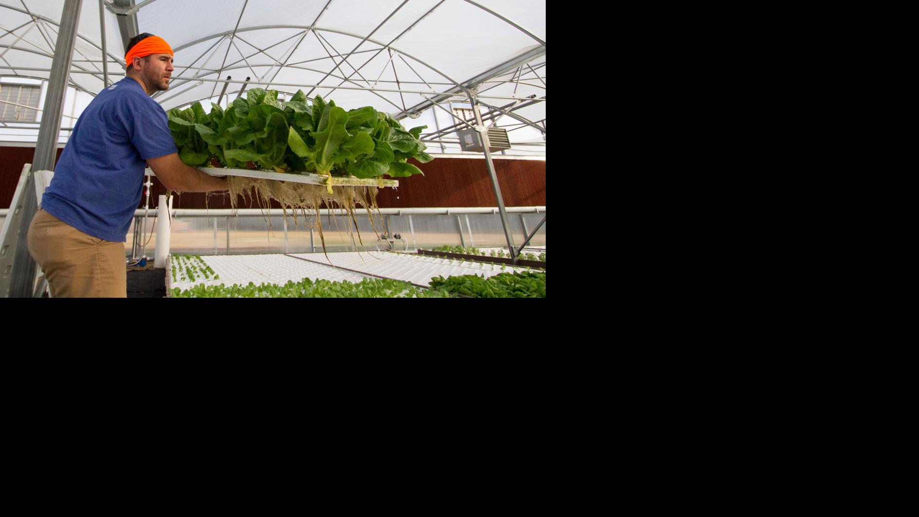 Tucson business aims to harvest produce, deliver the same day