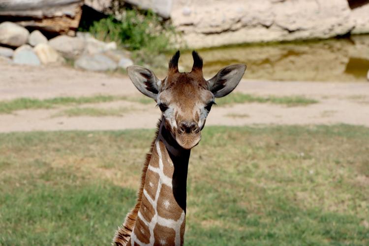 Reid Park Zoo baby giraffe