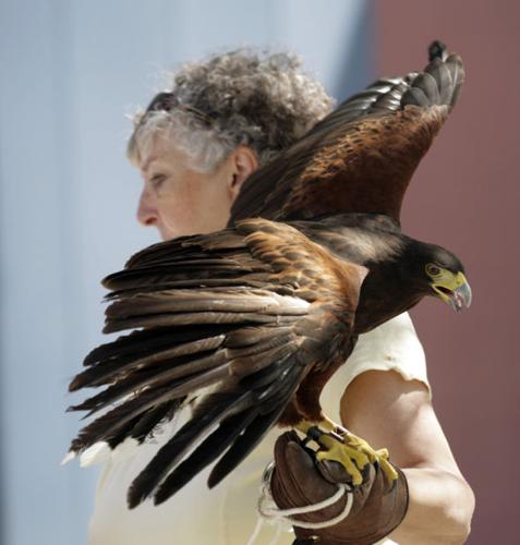Show of desert plants, critters    