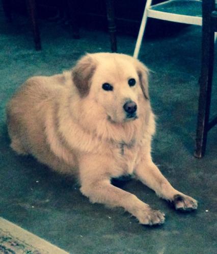 Happy National Dog Day!