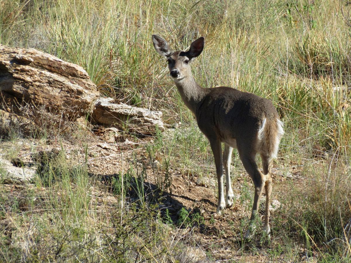 Keeping hungry deer at bay