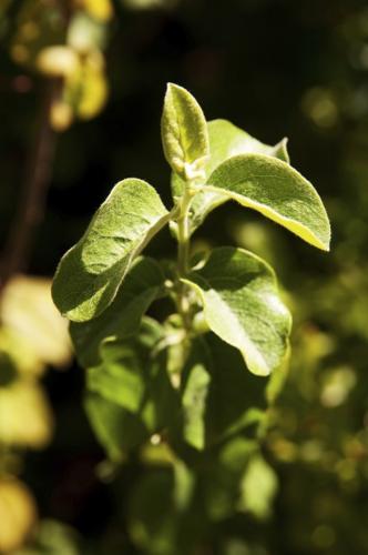 From Father Kino's garden   