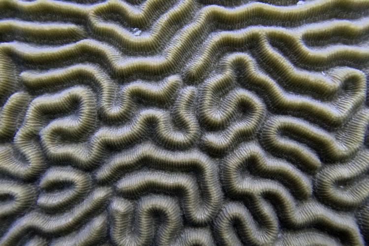 Climate Texas Coral Reefs