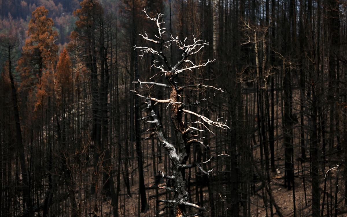Frye Fire recovery on Mt. Graham