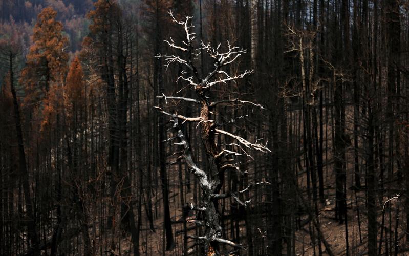 Frye Fire recovery on Mt. Graham
