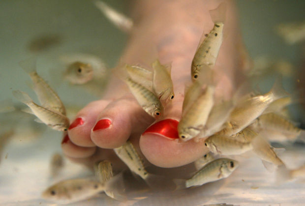 APTOPIX Fish Pedicures