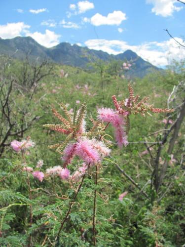 Southwest wildflowers
