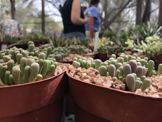 Tohono Chul Spring Plant Sale