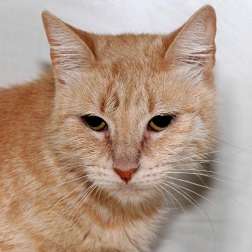 Adopt A Friend: Ariel