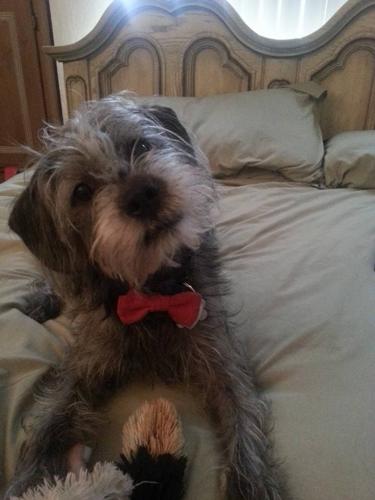 Happy National Dog Day!