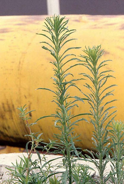 Roundup losing edge vs. evolving weeds   