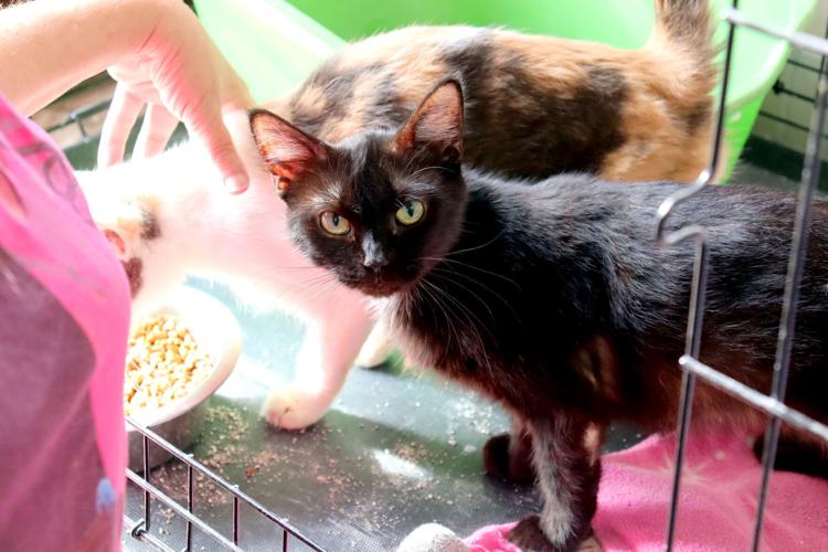 Buffalo County Humane Association