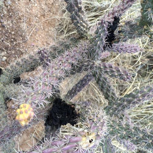 Cholla sooty mold