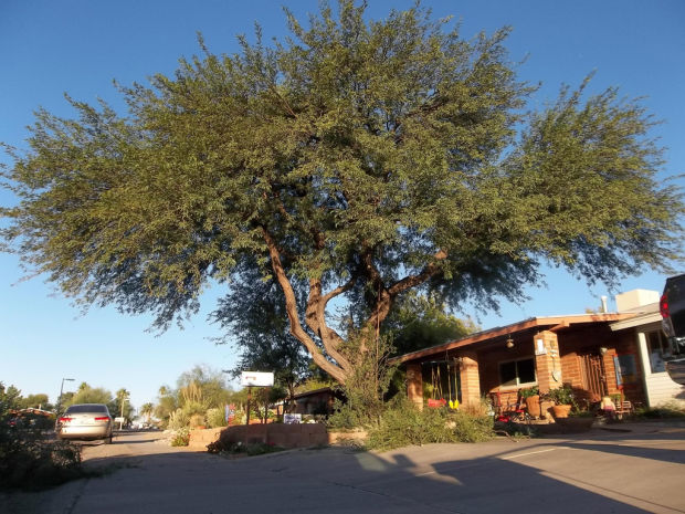A Guide To Mesquite And Palo Verde Trees Home Garden Tucson 08 Hl Trees Before Pruning