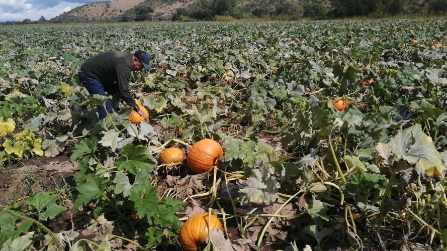Calabazas de Santa Cruz