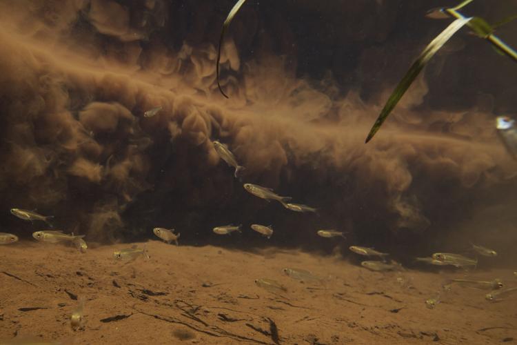 Threatened Freshwater Animals