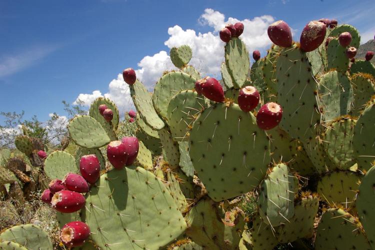 A Taste of the Desert
