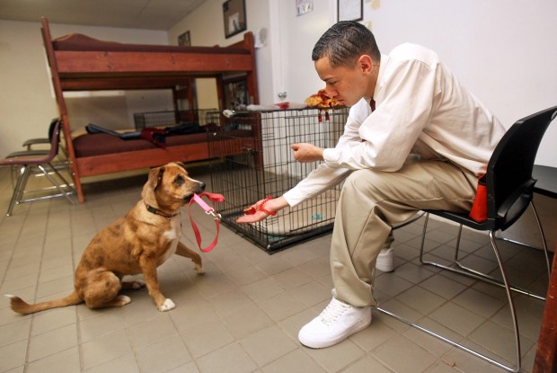 Teens, dogs learn skills in program   