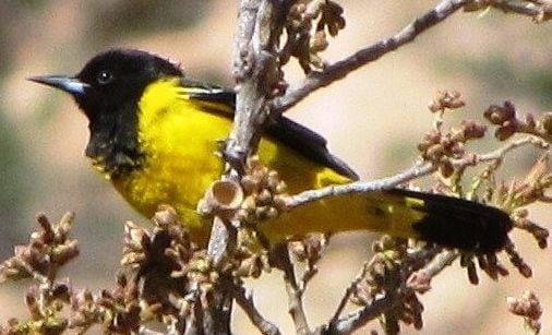 View All 9 Types of Oriole Birds - AZ Animals