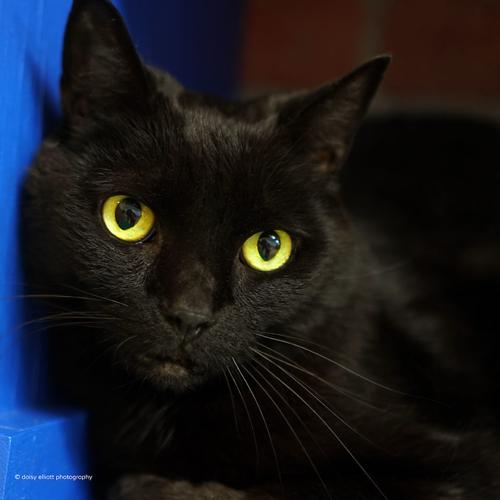 Adopt a friend: Pyramus