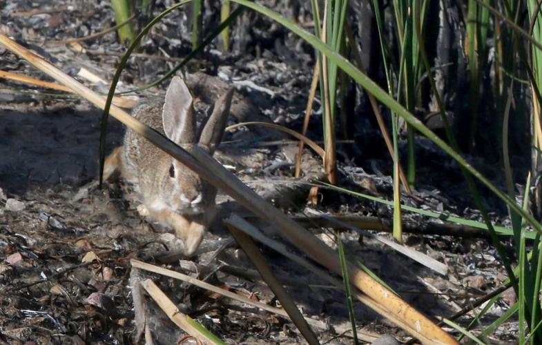 Sweetwater Wetlands Control Burn