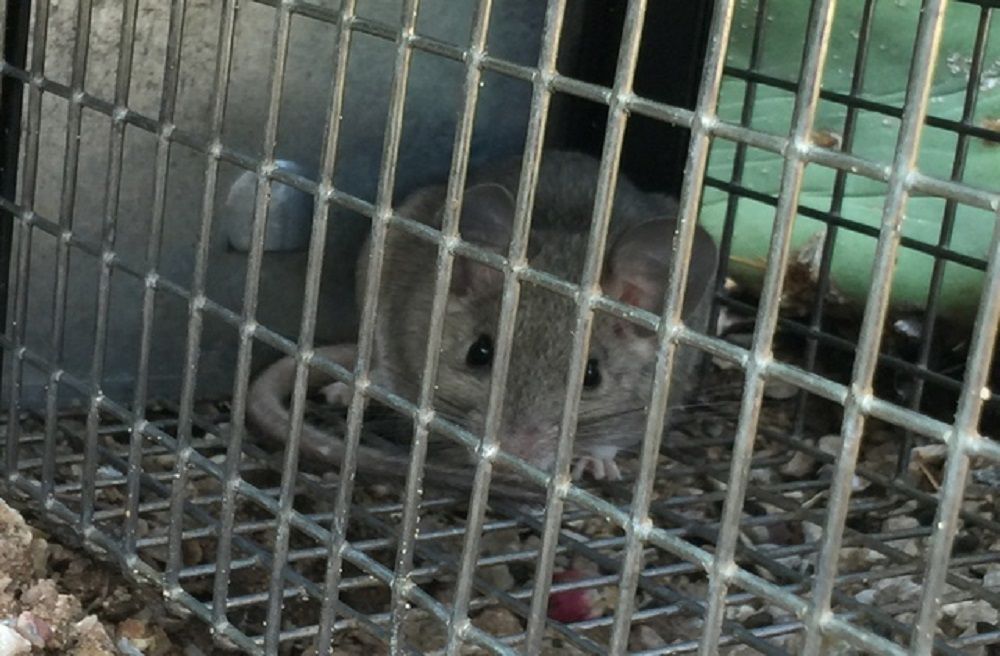 Pack Rats Beginning to Frustrate Homeowners this Season Homeand