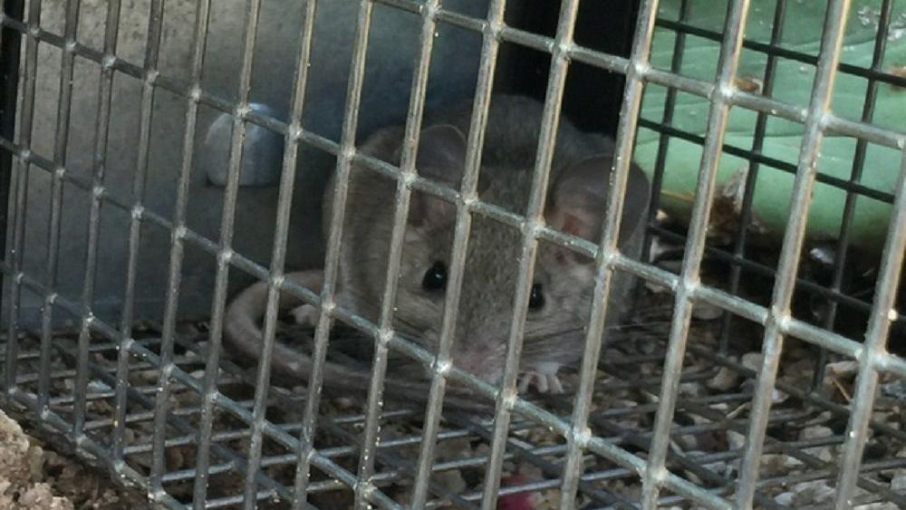 Pack Rats Beginning to Frustrate Homeowners this Season | Home-and ...