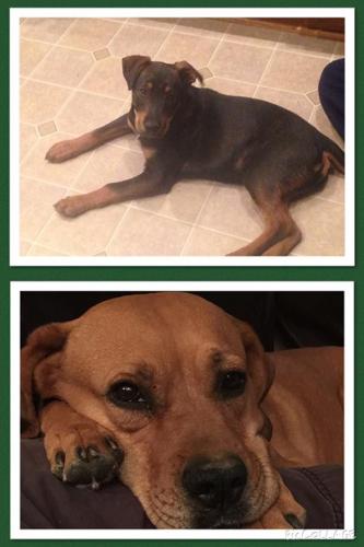 Happy National Dog Day!